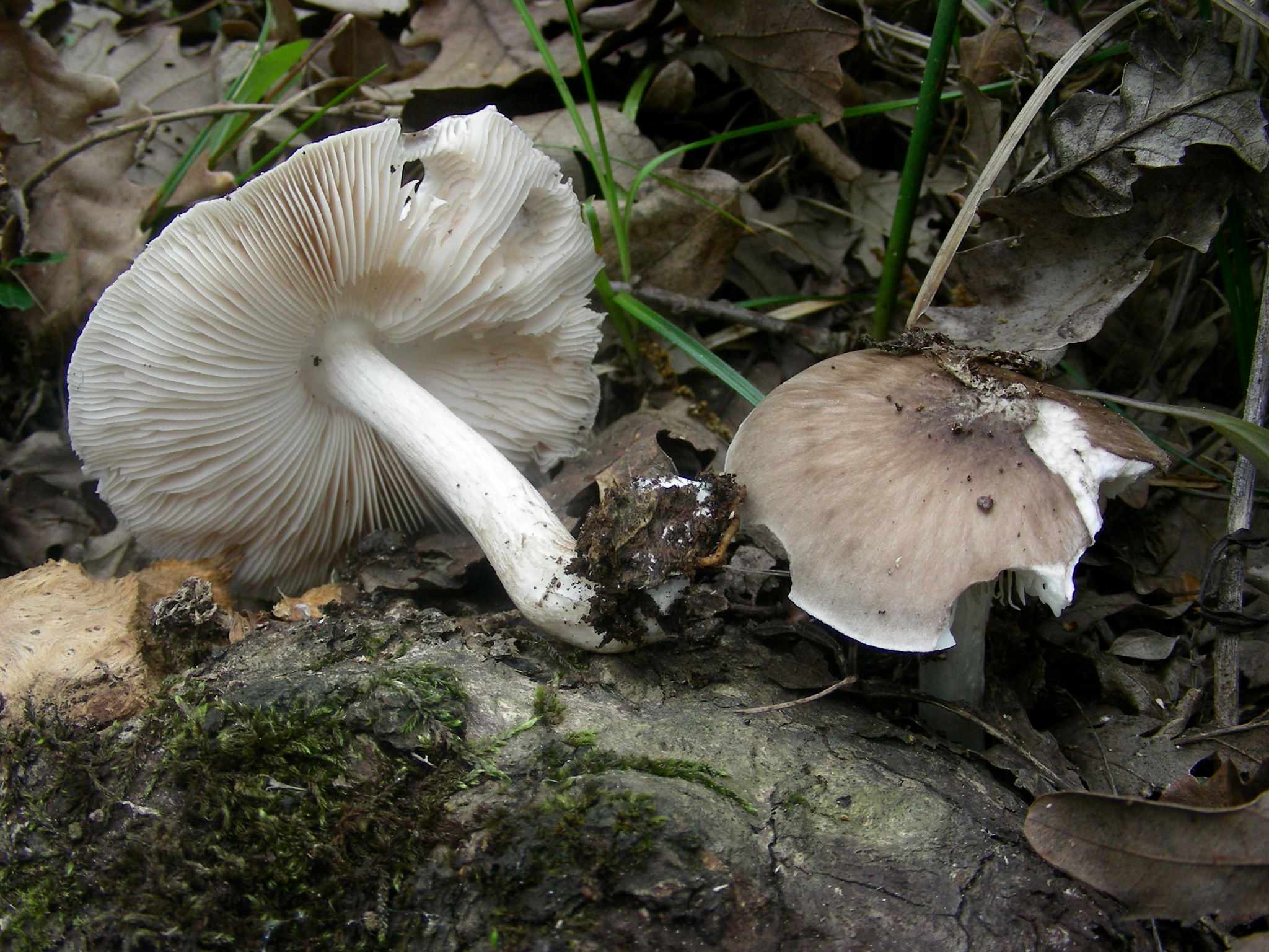 1340 Maggio vecchio ritrovamento